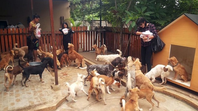 Anjing di markas Animal Defenders. (Foto: Instagram/@animaldefender)