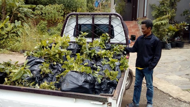5000 Bibit Kopi Odesa untuk Cikadut dan Mekarmanik