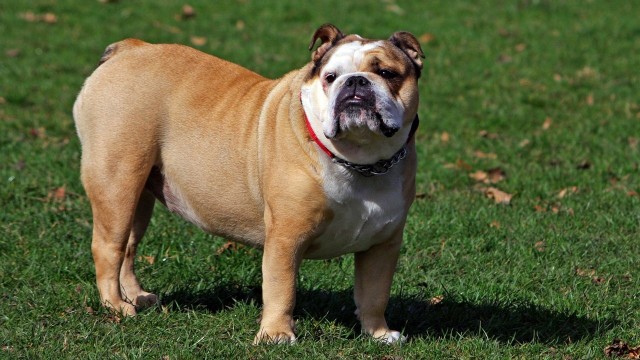 English Bulldog (Foto: pixabay)