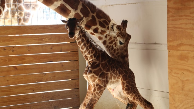 Jerapah dan bayinya. (Foto: Animal Adventure Park/Reuters )
