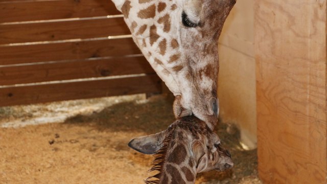 Jerapah dan bayinya. (Foto: Animal Adventure Park/Reuters )
