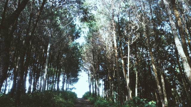 5 Alasan Hiking di Bandung Wajib Dicoba