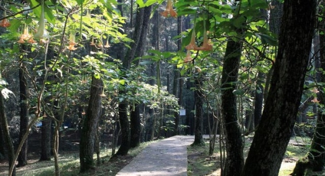 Berwisata di Taman Hutan Raya Bandung