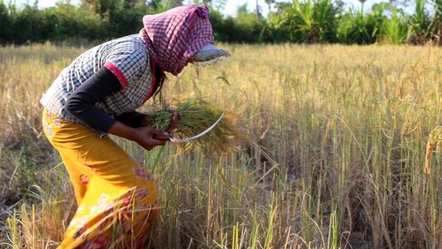 Perempuan adalah Penemu Ilmu Pertanian