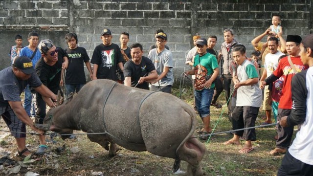 Menyembelih Kerbau karena Anies-Sandi Menang (Foto: Dok. Ustad Salim)