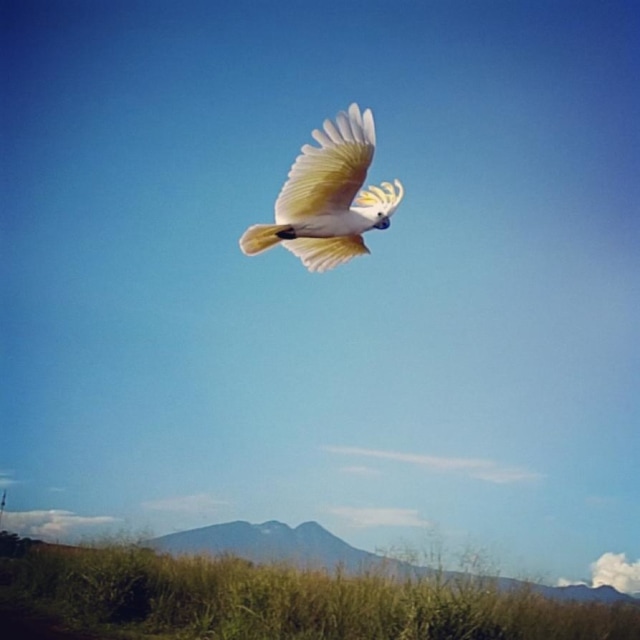 Burung Paruh Bengkok (Foto: Dok. Ahmad Sofian)