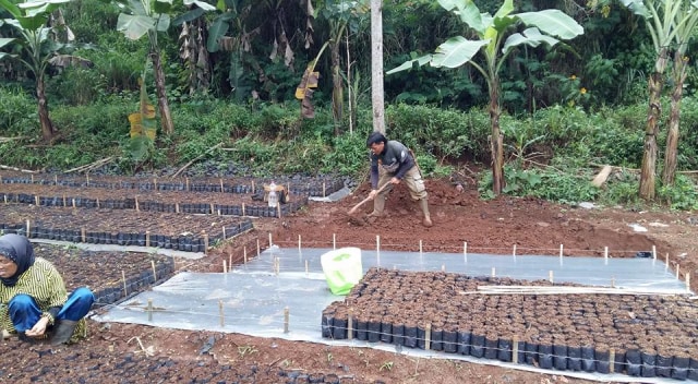 Tahun 2017, Odesa Siapkan 100.000 Bibit Kopi untuk Cimenyan Bandung