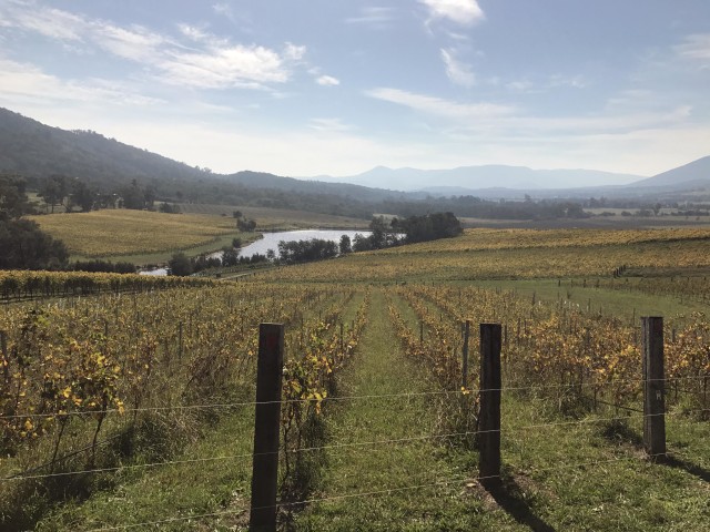 Perkebunan anggur Thousand Candles (Foto: Adhie Ichsan)