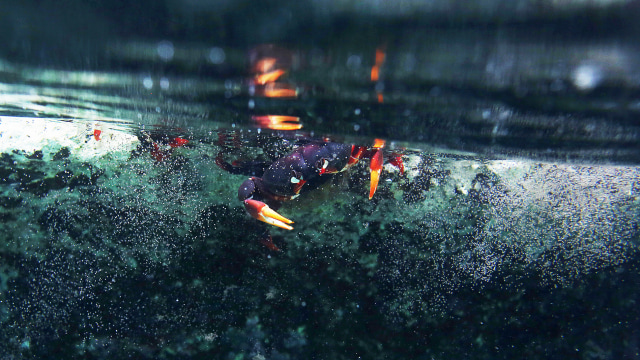 Serbuan kepiting di Kuba. (Foto: REUTERS/Alexandre Meneghini)