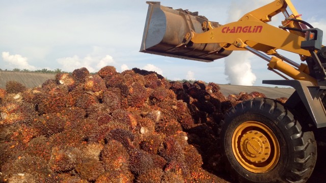 Kelapa sawit di kebun Sawindo Kencana. Foto: Marcia Audita/kumparan