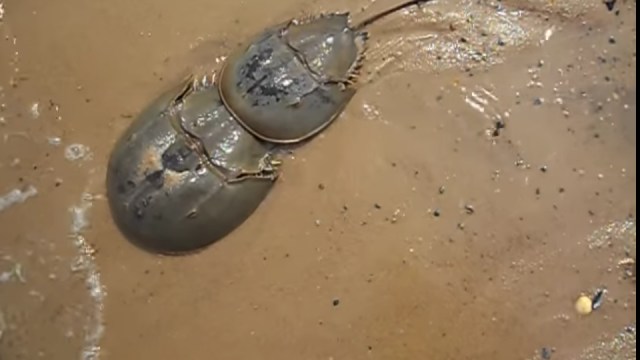 Belangkas mimi dan mintuno (Foto: Youtube)