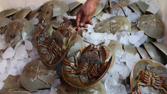 Belangkas yang akan diselundupkan (Foto: ANTARA FOTO/Irsan Mulyadi)