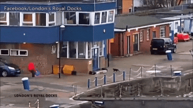 Scott Derben penyelamat kucing. (Foto: London's Royal Docks/Facebook)