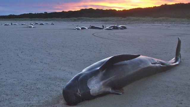 Ikan paus Pilot terdampar (Foto: Flickr)