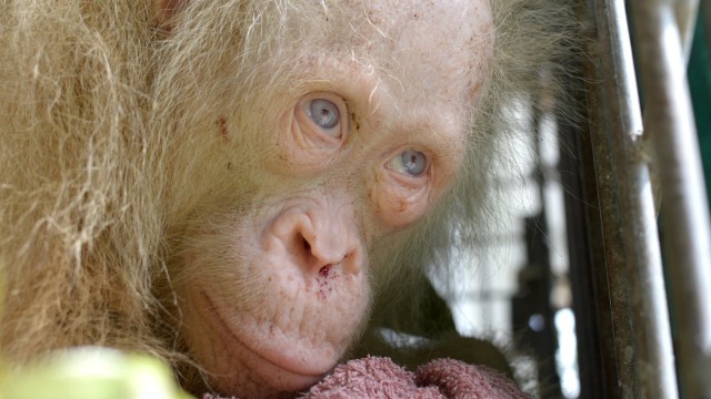 Orang Utan Albino di Kalimantan. (Foto: BOSF/Indrayana via REUTERS)