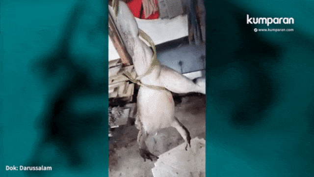 Katak 'raksasa' dari Enrekang. (Foto: Dok. Darussalam)