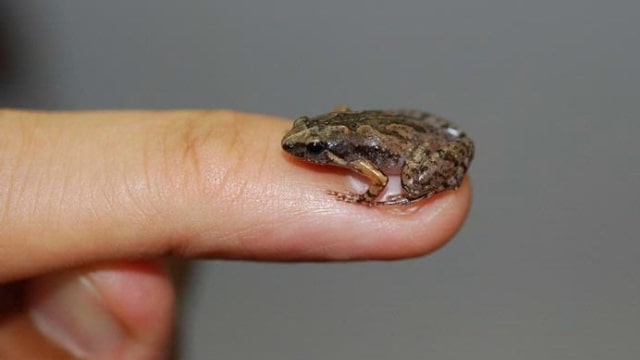 Katak mini di Bali. (Foto: Dok. Amir Hamidy)