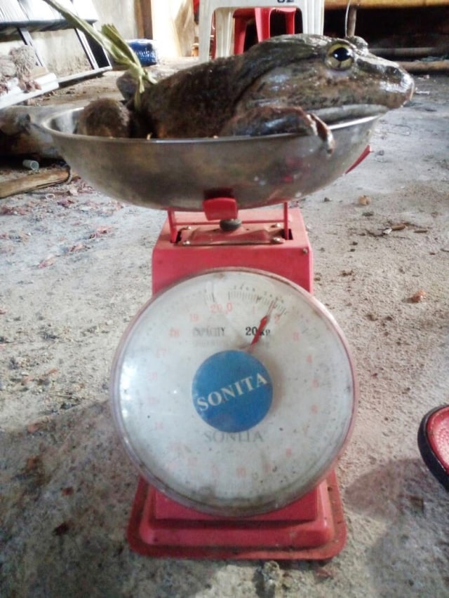 Katak 'raksasa' dari Enrekang. (Foto: Dok. Darussalam)