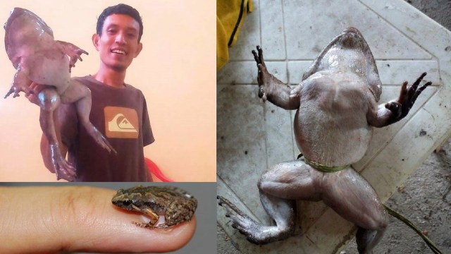 Katak 'raksasa' hingga katak mini di Indonesia. (Foto: Dok. Darussalam dan Amir Hamidy)