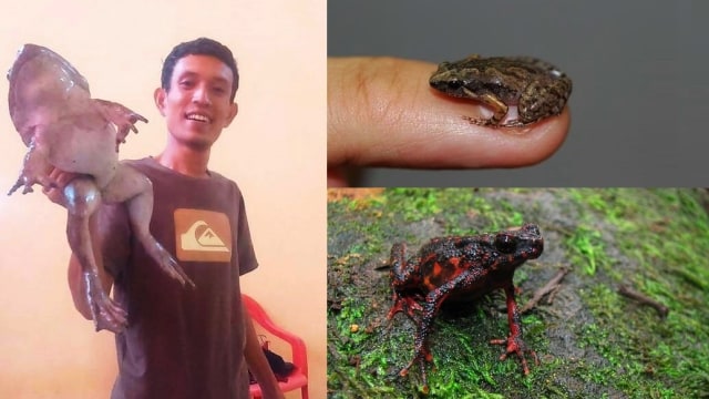 Persebaran jenis katak di Indonesia. (Foto: Dok. Darussalam, Amir Hamidy dan IPB)