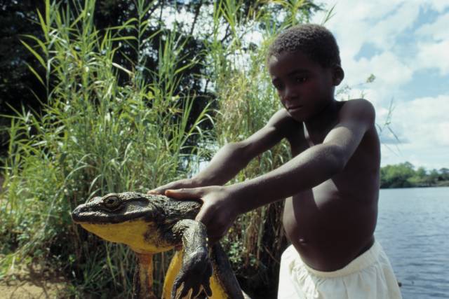 Katak goliath di Afrika Barat. (Foto: Dok. Sandiego Zoo)