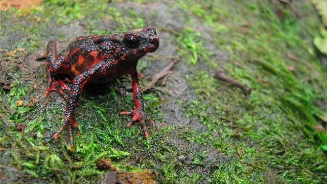 Kodok merah.  (Foto: Dok. IPB)