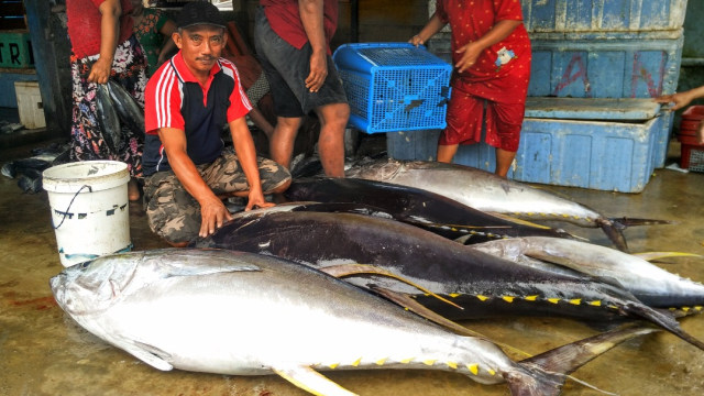 Ikan Tuna di Laut Bone (Foto: Dok. Ketua LSM Yayasan Mattirotasi)