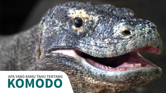 Infografis Fakta Seputar Komodo (Foto: Bagus Permadi/kumparan)