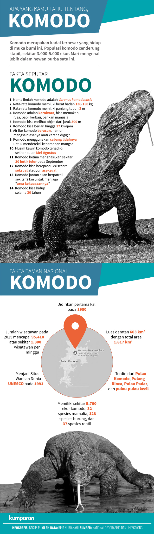 Infografis Fakta Seputar Komodo (Foto: Bagus Permadi/kumparan)