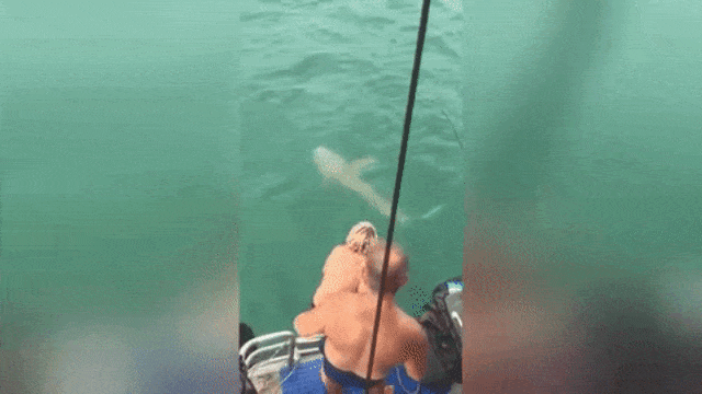 Pria melawan hiu. (Foto: Newsflare via AP)