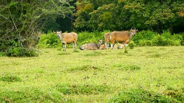 Savannah Cidaon, Ujung Kulon, Banten (1)
