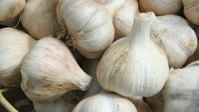 Bawang putih (Foto: Wikimedia Commons)