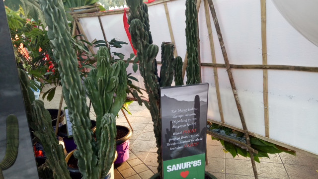 Kaktus untuk Ahok dikirimkan ke Balai Kota. (Foto: Johanes Hutabarat/kumparan)