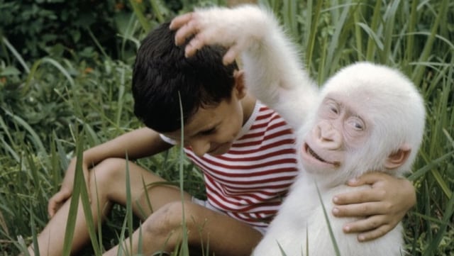 Gorila albino 'Snowflake'. (Foto: Dok. Barcelona Zoo)