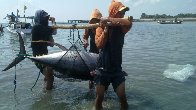Nelayan menangkap tuna seberat 100 kg. (Foto: Istimewa)
