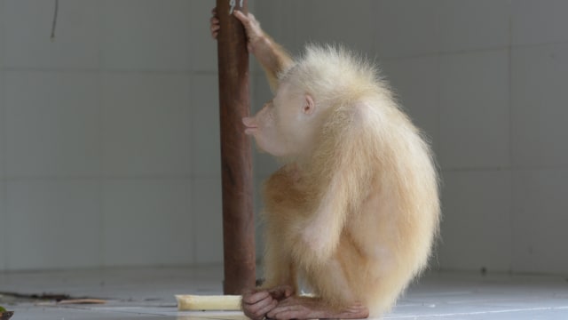 Orang Utan Albino. (Foto: Antara/BOS FOUNDATION-Indrayana)