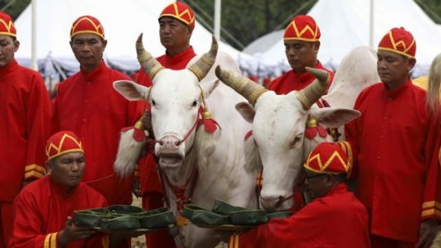 Tradisi Tabur Benih di Thailand (Foto: REUTERS/Athit Perawongmetha)