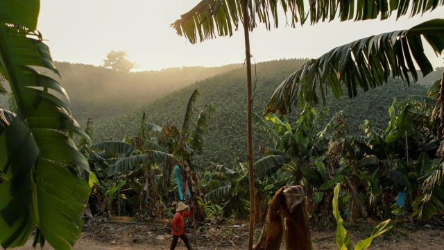Kebun Pisang di Bokeo, Laos. Foto: Reuters/Jorge Silva