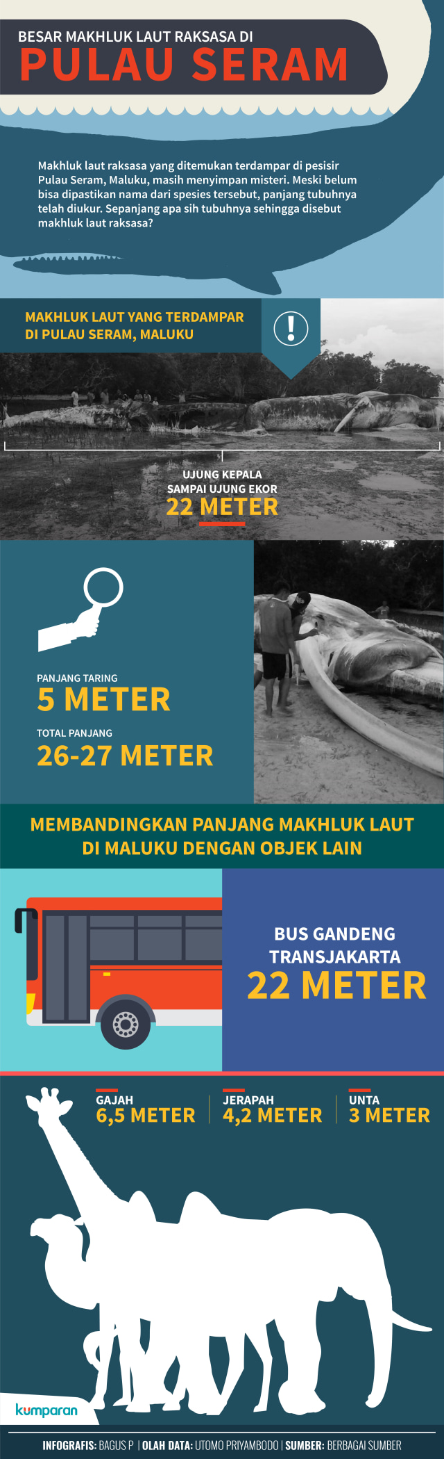Ukuran makhluk laut raksasa di Pulau Seram. (Foto: Bagus Permadi/kumparan)