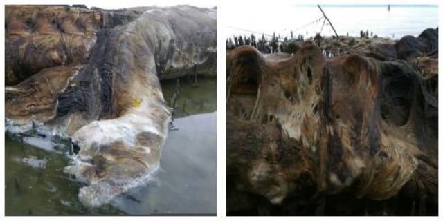 Kondisi terkini hewan raksasa di Maluku. (Foto: Dok. Dandim Pattimura)