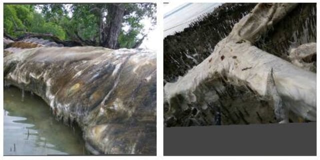 Kondisi terkini hewan raksasa di Maluku. (Foto: Dok. Dandim Pattimura)