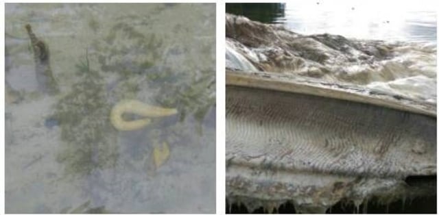 Ulat yang keluar dari bangkai hewan raksasa. (Foto: Dok. Dandim Pattimura)