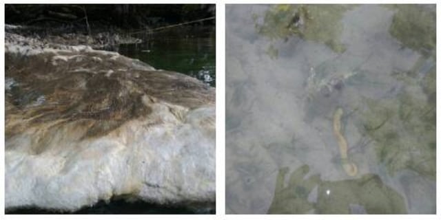 Ulat yang keluar dari bangkai hewan raksasa. (Foto: Dok. Dandim Pattimura)