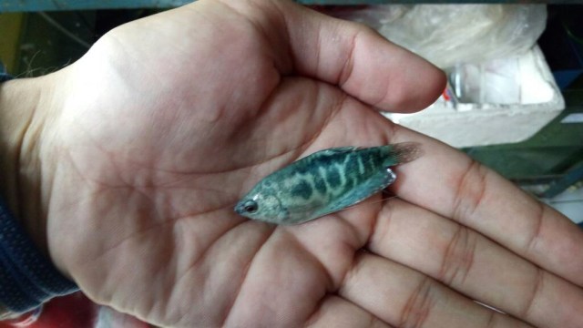 Ikan berlafaz Allah (Foto: Aditia Rizki/kumparan)