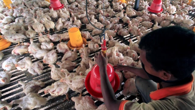 Peternakan Ayam. (Foto: Antara/Rahmad)