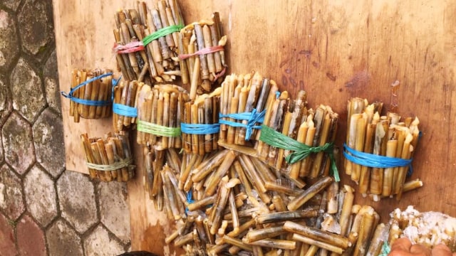 Panen Kerang Bambu di Merauke. (Foto: Dok. Istimewa)