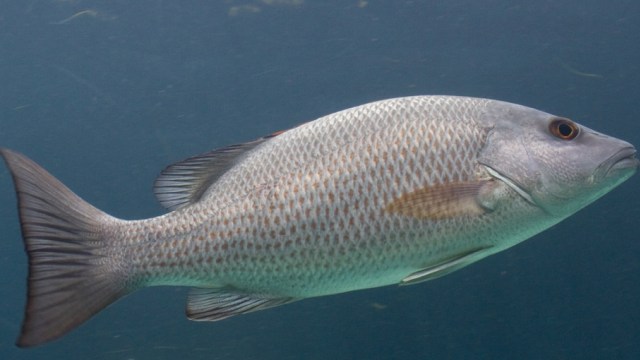 Ikan Kakap. (Foto: Dok. Flickr Brian Gratwicke)