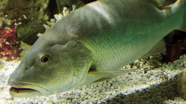 Ikan Kakap. (Foto: Pixabay)