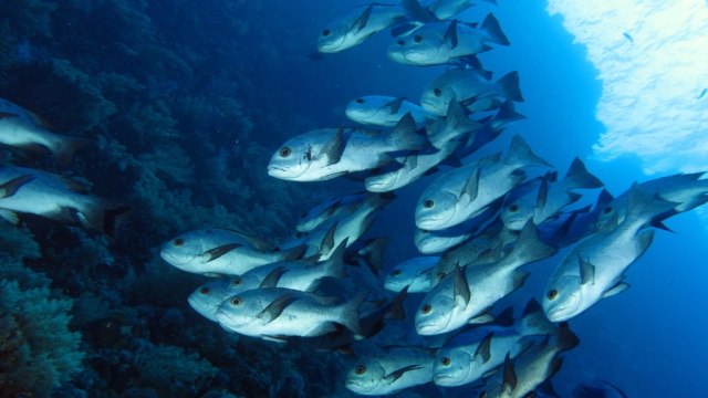 Ikan Kakap. (Foto: Wikimedia Commons)