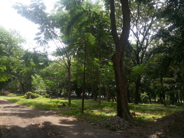 Something Green